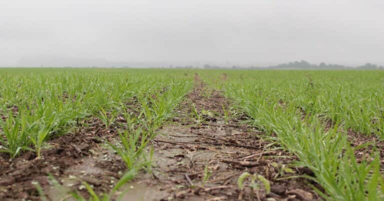 La siembra de trigo superaría las 7 millones de hectáreas y se esperan más de 20 millones de toneladas