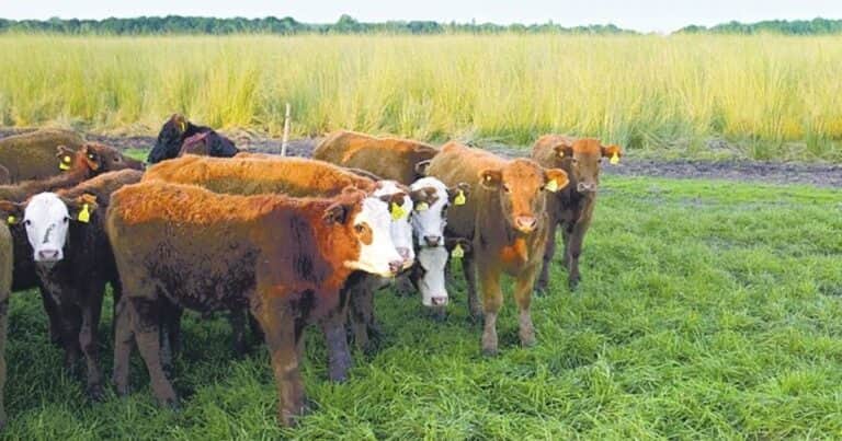 Alerta por una enfermedad que es la principal causa de muerte en rodeos de cría