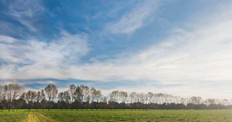 Dos ojos para mirar la realidad económica del campo