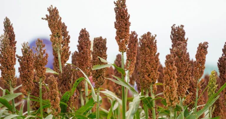 La oportunidad que se le presenta a un cultivo en medio de la guerra comercial entre China y Estados Unidos
