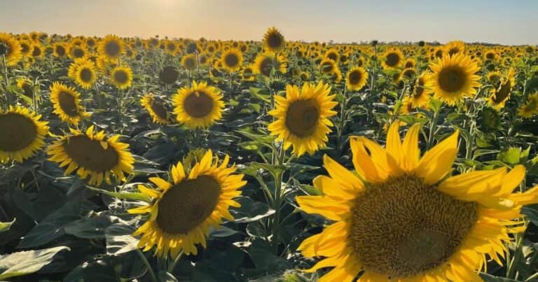 El girasol empuja los límites productivos y territoriales