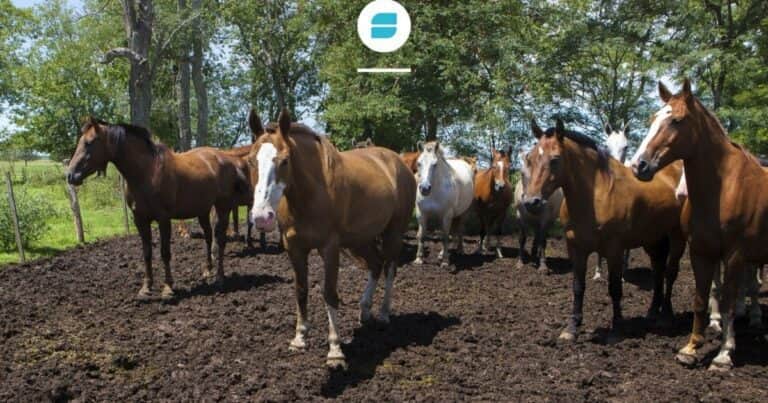 Avanzan en la identificación electrónica de caballos