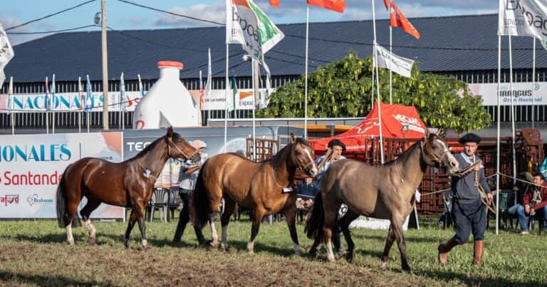 Jura y remate: el caballo Criollo tuvo su evento central en Las Nacionales