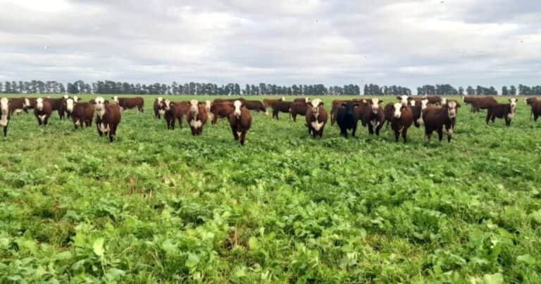 Cambiaron barbecho químico por cultivos de servicio y ganaron 300 kilos de carne por hectárea