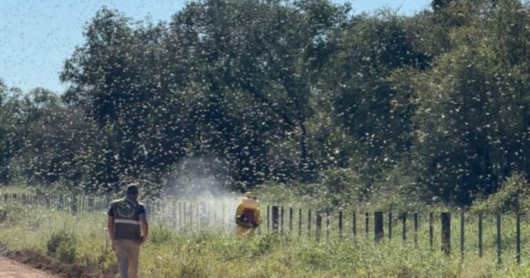 Advierten por la proximidad de una manga de langostas cerca de la frontera con Paraguay