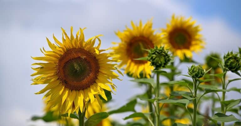 Afirman que el girasol puede alcanzar una marca histórica