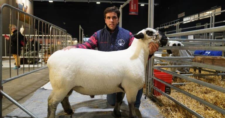 Una cabaña ovina incorporó sangre 100% de la cuna de la raza y ahora exporta animales a Paraguay y Brasil