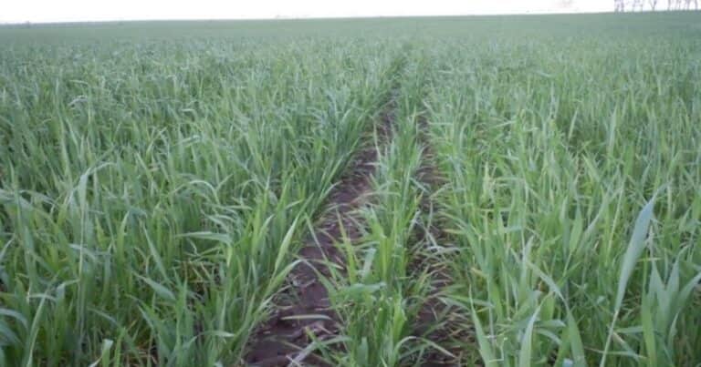 El clima que viene para el campo tras las últimas lluvias que impulsan la siembra de trigo