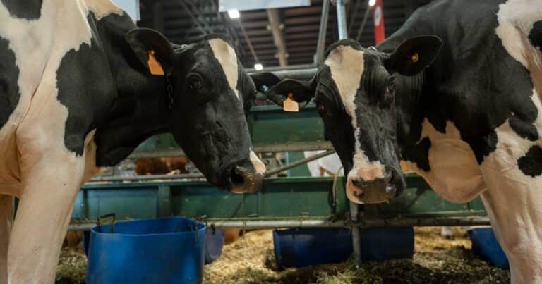 Con 6 vacas, una vaquillona y un toro, la raza lechera más importante del país volvió a la Rural de Palermo
