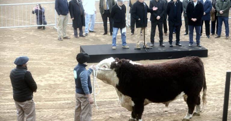 Un toro de 1.000 kilos fue el primer animal en llegar a la Expo Rural de Palermo
