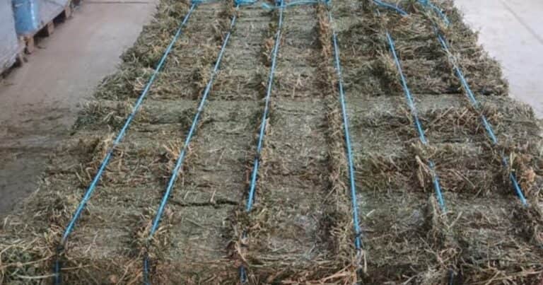 «Un negocio que recién está despegando»: Cuatro socios le agregan valor a un cultivo y exportan a los países del golfo