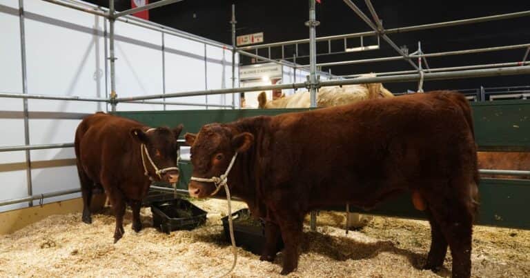Una histórica raza británica debuta en la Expo Rural de Palermo y busca posicionarse en la Argentina