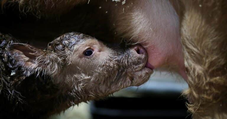 «Ramón»: un ternero Red Simmental fue el primer a animal en nacer en la Expo Rural de Palermo