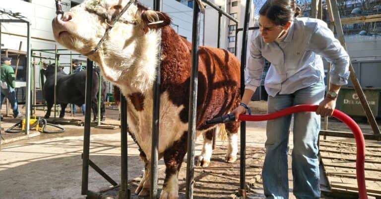 Una peluquera de toros y vacas revela secretos para brillar en la pista de Palermo