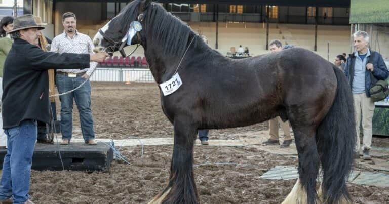 Expo Rural: conocé al caballo gitano que es ideal para hacer terapias con niños