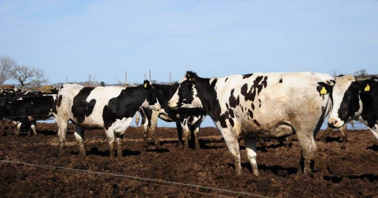 Estados Unidos: por la baja rentabilidad del tambo, una raza lechera se destina cada vez más a la producción de carne