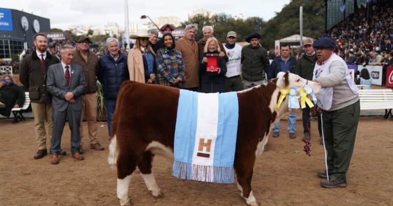 «Muñeca»: una reconocida cabaña hace 40 años que participa de la Expo Rural de Palermo y se quedó con el Gran Campeón Hembra Hereford