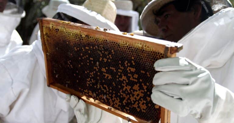 Las exportaciones de abejas reinas subieron más del 50% en los primeros 5 meses del año y marcó un nuevo récord