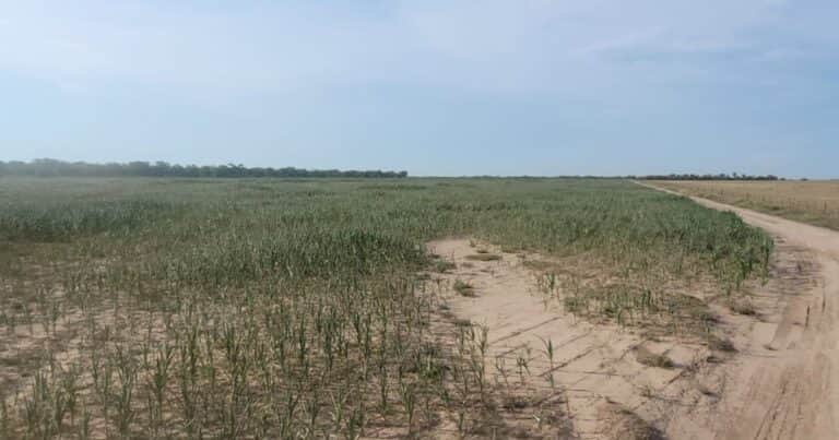 Una provincia suspende Ingresos Brutos al agro por seis meses ante la emergencia climática