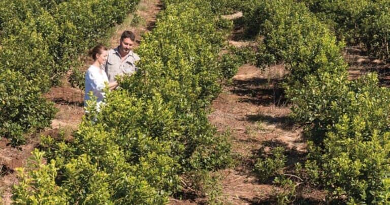 Los productores podrán seguir usando glifosato en Misiones