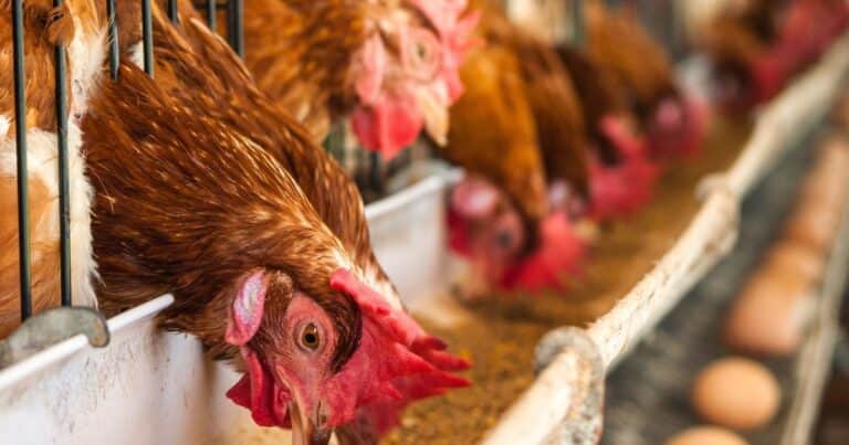 Argentina suspendió las exportaciones de productos aviares tras la confirmación de un caso de influenza aviar en Buenos Aires