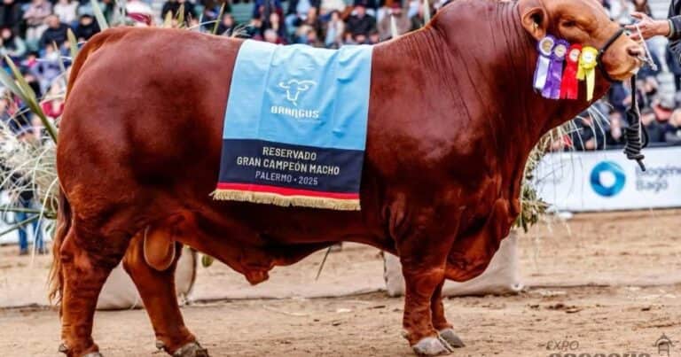 Récord histórico: pagaron 272 millones de pesos por la mitad de un toro Brangus