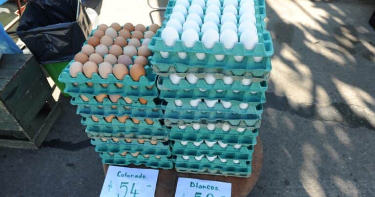 Se producen 571 huevos por segundo: es histórico el consumo y producción del alimento en Argentina