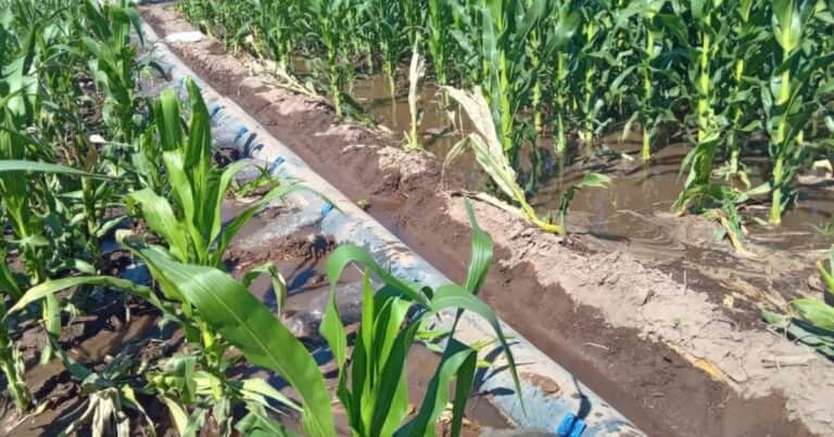 En San Luis, el costo del riego pasó de 8.000 a 380.000 pesos por hectárea y los productores exigen respuestas