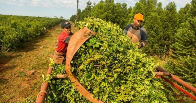 Actualizan los montos de la prestación por desempleo rural