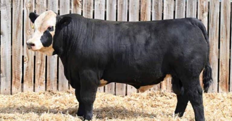 Carne para leche: un paseo por el futuro
