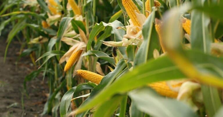 Maíz de baja estatura: los beneficios y las claves de manejo para lograr el máximo potencial
