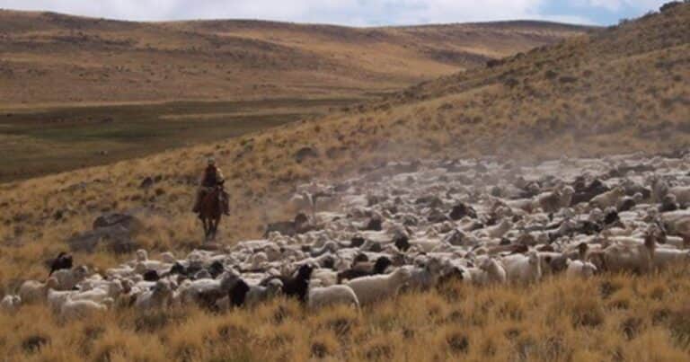 El Gobierno avanza en la reapertura del mercado de Chile para los productos de la Patagonia