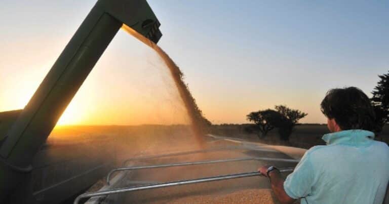 «Récord absoluto»: calculan que la cosecha argentina superará las 140 millones de toneladas e ingresarán más de US$ 32.000 millones en 2026