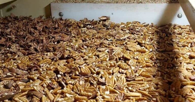 Entre Ríos afianza su liderazgo en la producción de nuez pecán