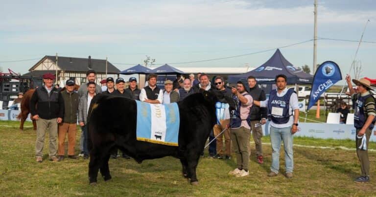 Semana Angus de Primavera: el Gran Campeón Macho fue para la cabaña Don José