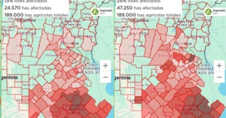 Cada vez más nabos: advierten sobre la expansión de crucíferas resistentes a herbicidas