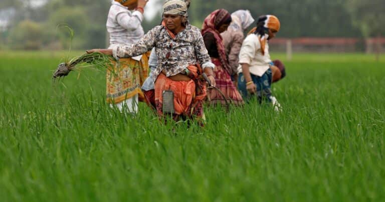 El agro indio es el más cerrado del mundo y el resultado es el arancel de 50% impuesto por Trump