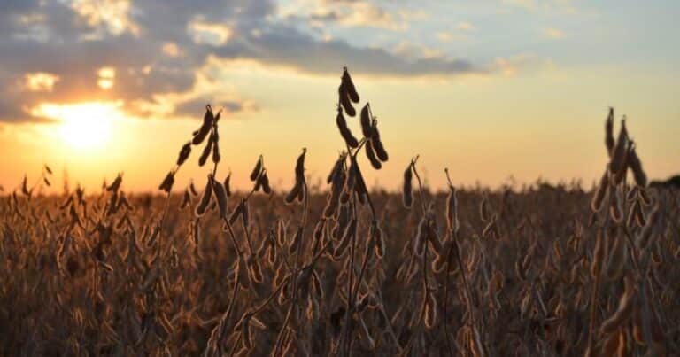 «A cada solución, le encontramos un problema»