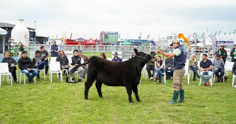 Genética y manejo: cómo fabricar grandes campeones