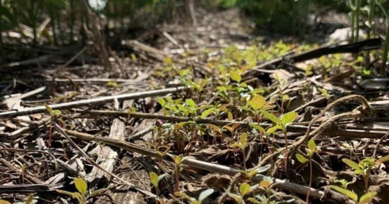 Subió en Argentina el uso de la labranza en los campos: los motivos