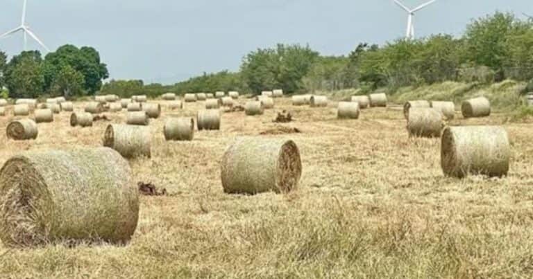Lo que se viene para la primavera: se esperan precipitaciones y temperaturas superiores a las normales para varias zonas del país
