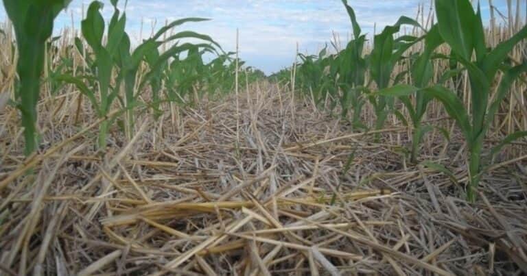 Ecofisiología: la llave para cerrar las brechas de rendimiento