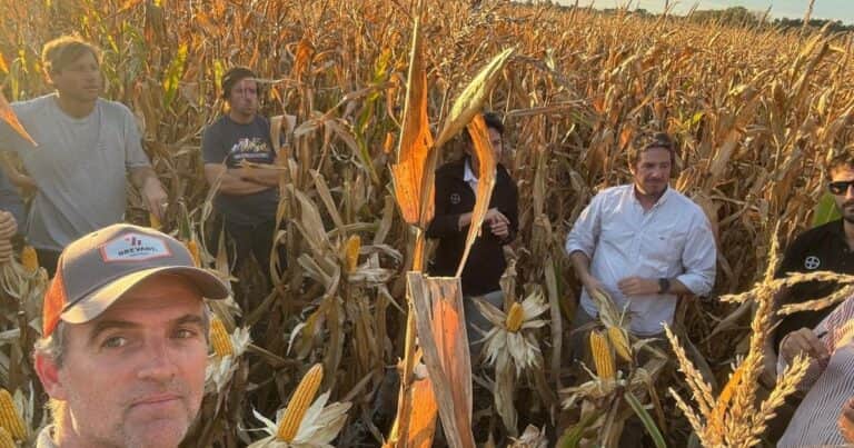 Maíces de siembra tardía y de segunda, bajo la lupa de los expertos en el sudeste de Buenos Aires