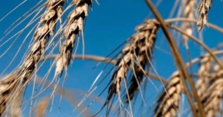 Arrancó la venta del trigo de la nueva campaña