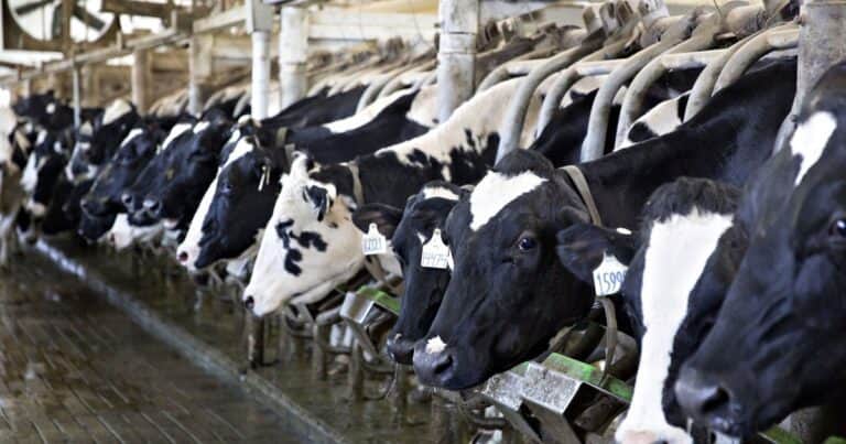 Cómo obtener más de 40 litros de leche por vaca con inviernos de 40 grados bajo cero y veranos de más de 30