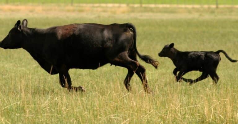 El problema de la ganadería argentina no es la falta de vacas