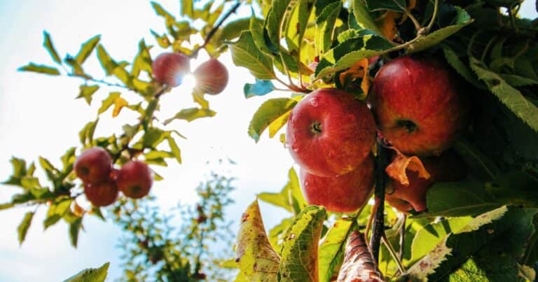El Gobierno celebró el aumento en las exportaciones de frutas