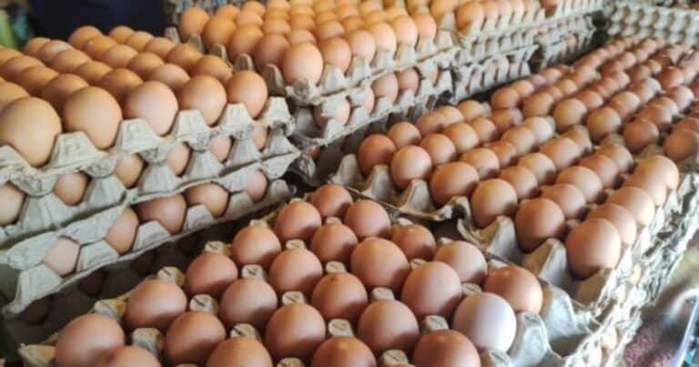 Boom de consumo de huevos en Argentina: se transformó en el segundo alimento más importante en la dieta y avanzan en un nuevo envase