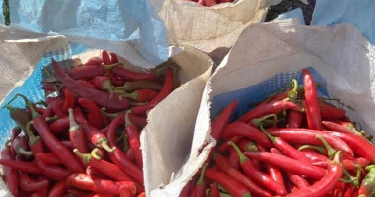 Son referentes de la comida coreana en Buenos Aires y ahora producen su propio ají molido premium en Salta