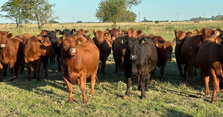 Continúa en creciendo la faena de vaquillonas: este año el stock de caería en 500 mil cabezas